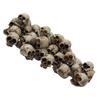 Pack of 6 Halloween Skeleton Decorations Durable Resin Skull Set for Home Office Party Spooky Display