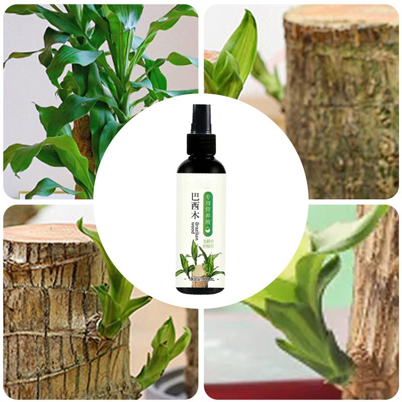 Brazilian Wood Plant Food 100ml Indoor Plant Fertilizer for Lucky Wood Brazilian Wood Houseplant Fertilizer Brazilian Wood Plant