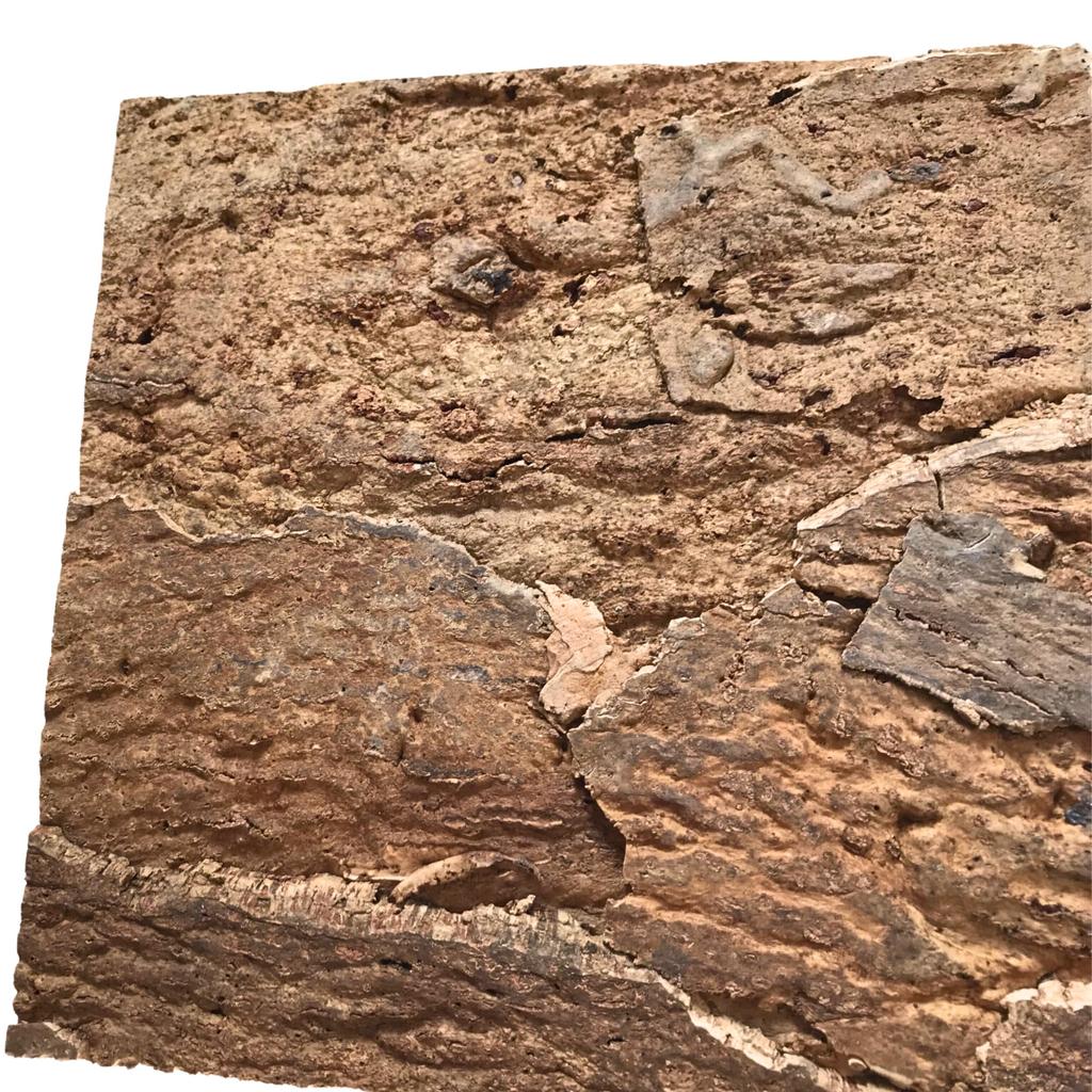 BioVirgin Cork Background Brown 30x30cm cork background for terrariums