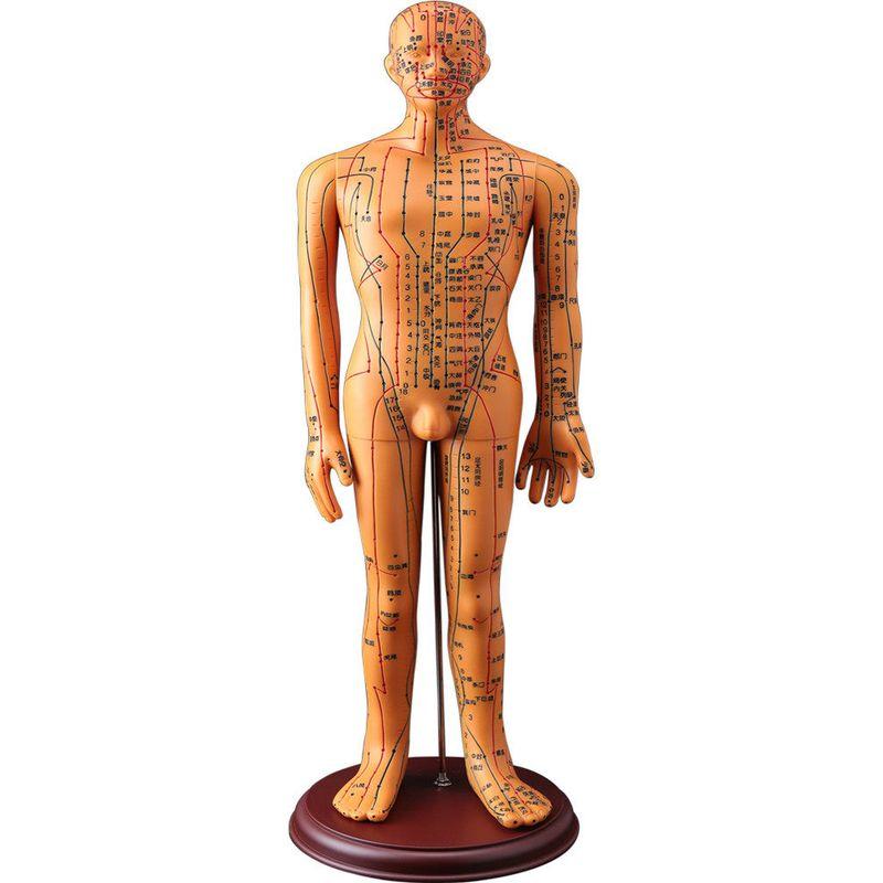 Medicine Acupuncture Acupoint Model Chart of Human Body Super Clear Body Twelve Meridians Human Shape Can Practise Small Skin People with Needles