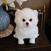White Stuffed Toy Dog with Curled Tail Silky Soft Samoyed Cute
