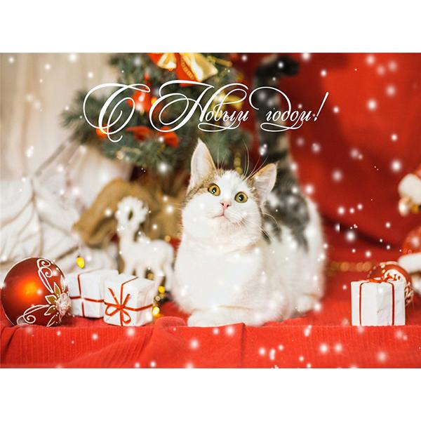 5D DIY pictură cu diamant Kit de artizanat pisică complet pătrat rotund broderie cu diamante animale cu punct de cruce Kit mozaic Decoratiuni de Crăciun