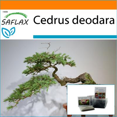 Giardino in borsa - Bonsai - Cedro indiano - 35 semi - Con substrato in una borsa stand up adatta - Cedrus deodara
