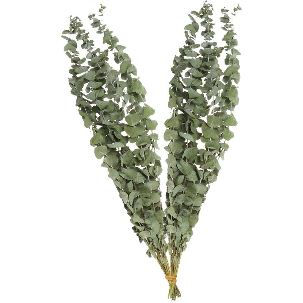 

Ornament Floral Arrangement Dried Flower Real Palnt Branches Stems Natural Eucalyptus Leaves