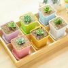 14/28 Stück Mini Kleiner Quadratischer Blumentopf Gartenbau Sieben Farben Blumentopf Sukkulententopf Kleiner Schwarzer Quadratischer Plastiktopf Anzuchtschale