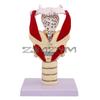 Modello Faringe Ingrandimento 2X Modello Struttura Laringea Anatomia Gola Umana Ausilio Didattico Scienze Mediche Simulazione