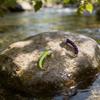 10 PIÈCES Nymphe Standard Midge pour la Pêche à la Mouche, Motif Truite pour Toute l'Année, Hameçon Doré sans Ardillon #16, Leurres d'Eau Douce pour la Pêche à la Mouche