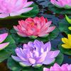 5pcs Realistic Floating Foam Lilies Pad Artificial Water Plant For Pond Pool Fish Tanks Decoration Indoor Outdoor Use
