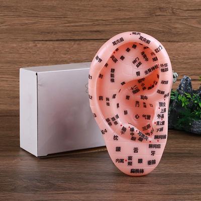 Human Ear Acupoint Teaching Aid Soft PVC Highly Simulated Model Massage Practice Tool