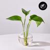 1/2/3/4/6/8Pcs Window Propagation Station Plant Propagation Glass Bulb with Suction Cup Transparent Planter Propagation Planter Terrarium Vase