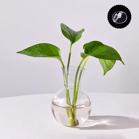 1/2/3/4/6/8Pcs Window Propagation Station Plant Propagation Glass Bulb with Suction Cup Transparent Planter Propagation Planter Terrarium Vase
