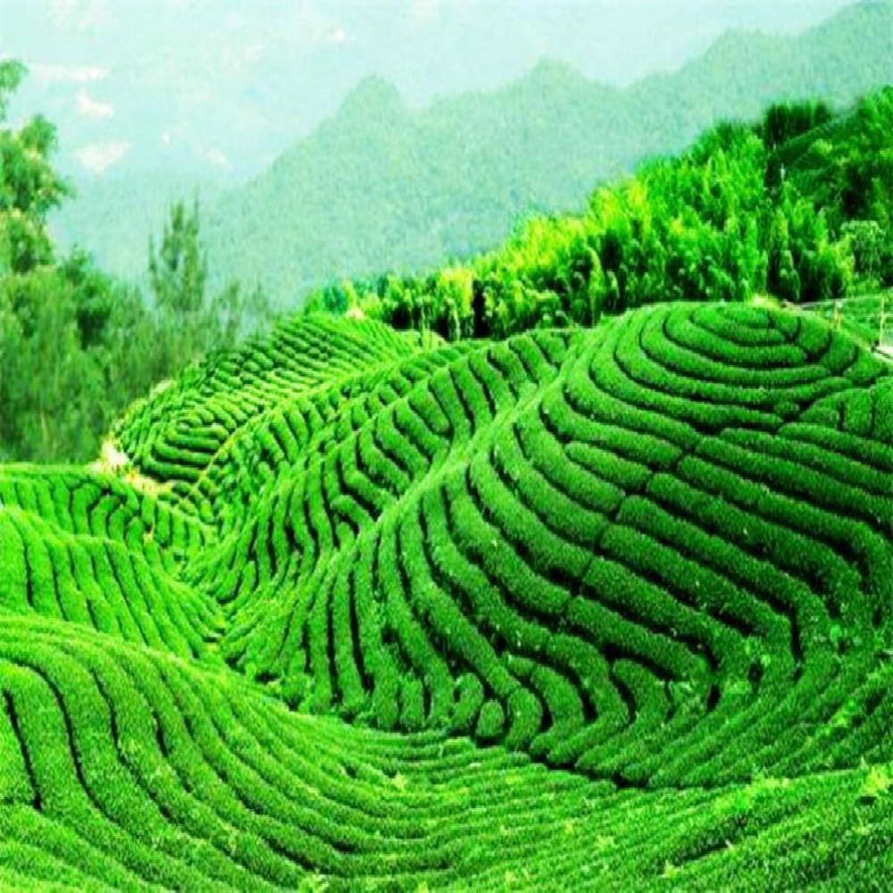 250g Cassia Seed Tea Pure Material  Herbal Tea