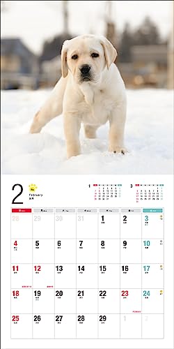 Calendrier 2024 Labrador Retriever (Calendrier Seibundo Shinkosha)