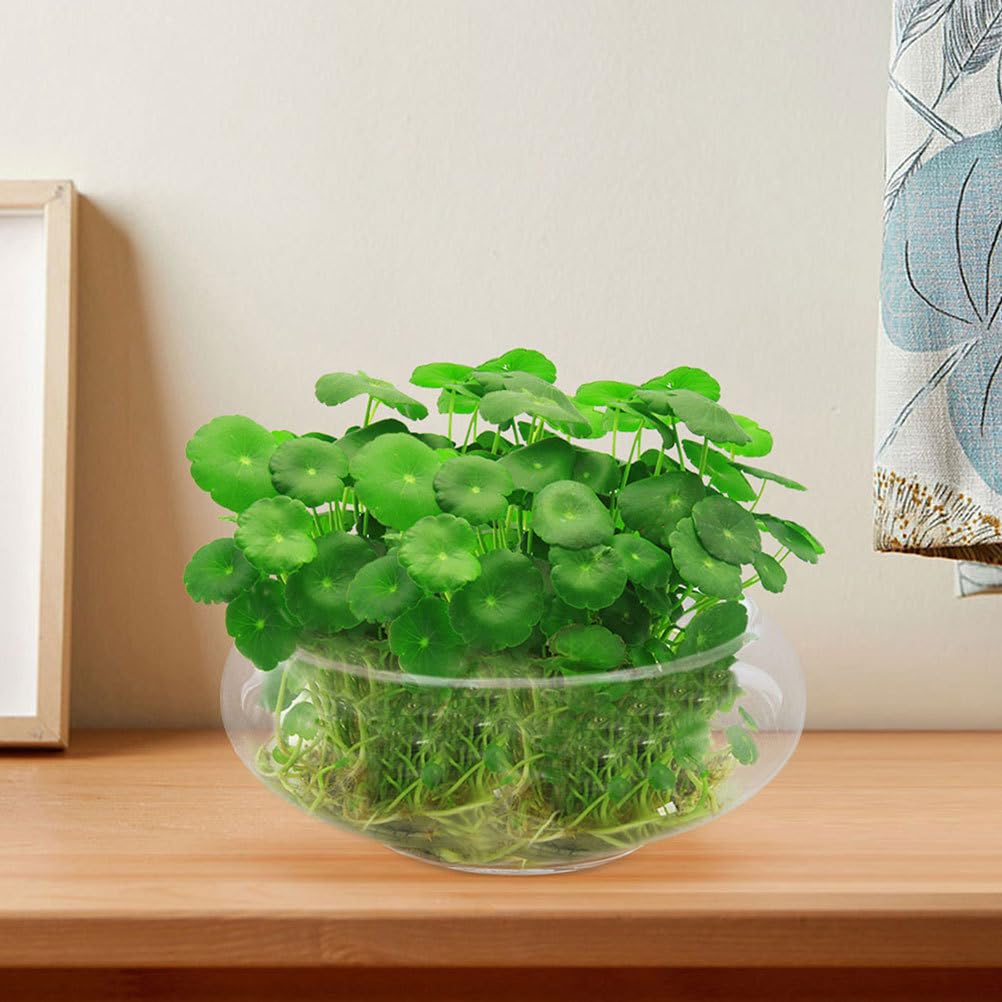 MUCKLILY Galanta Pot, Clear, Succulent Pot, Tabletop, Small Planter, 9.5cm, Indoor Decor, Clear Glass Container, Can Also Be Used as a Goldfish Bowl
