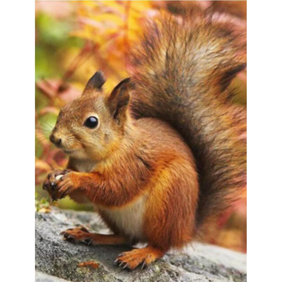 5D DIY diamantová malba Zvířecí veverka Umělecká sada křížového stehu Kamínkový obrázek Úplné diamantové vyšívání Mozaikové dekorace dárek