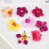 Socket Grip Cymbidium Phone Holder Orchid Flower Mobile Phone Stand Foldable Desktop Phone Trendy Mobile Phone Ring Buckle Stand