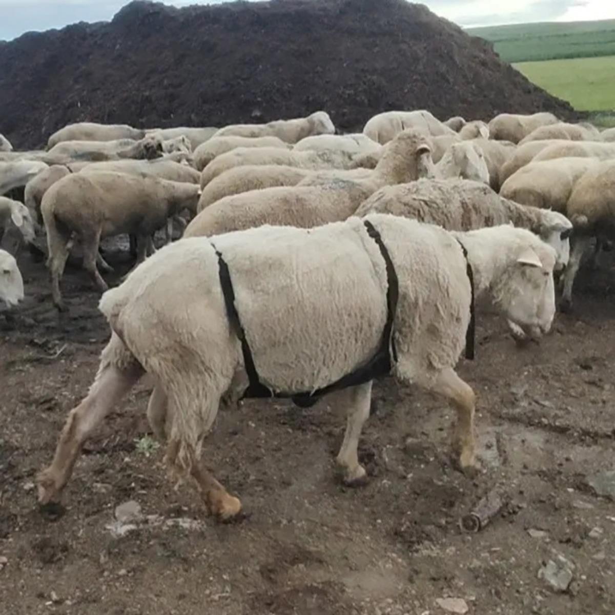 Anti mating artifact for grassland sheep, wrapped in breathable bags to prevent male and female sheep from crawling blu