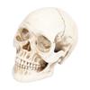 Animal Skull Model Skull Decoration Ornament Resin Craftwork Halloween Props for Home Party Decor