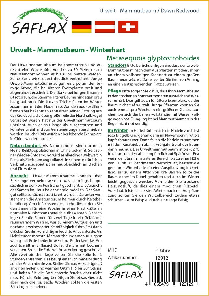 SAFLAX Dawn Redwood – 60 sėklų – Metasequoia glyptostroboides