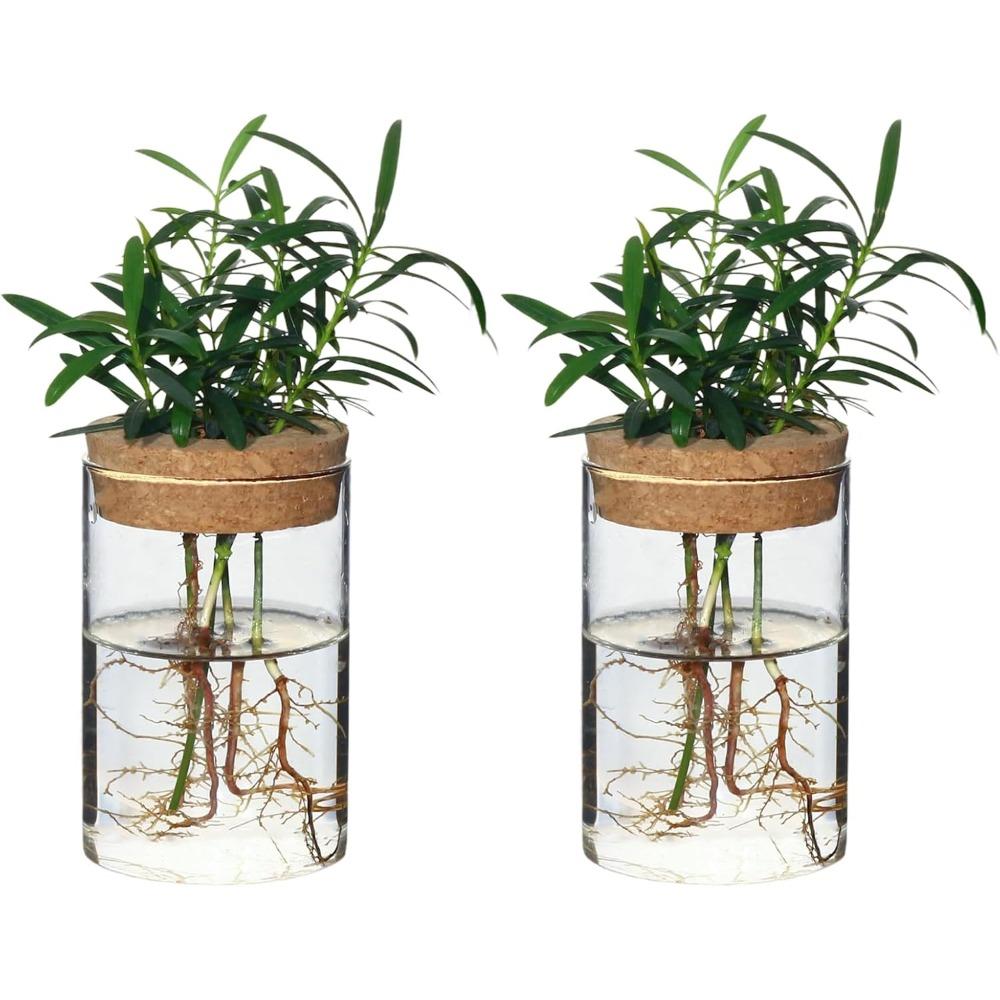 

2pcs Separated Desktop Glass Flower Vases Ideal Plants Propagation Stations for Living Room Bedroom Decoration Home Decor 2pcs Vases