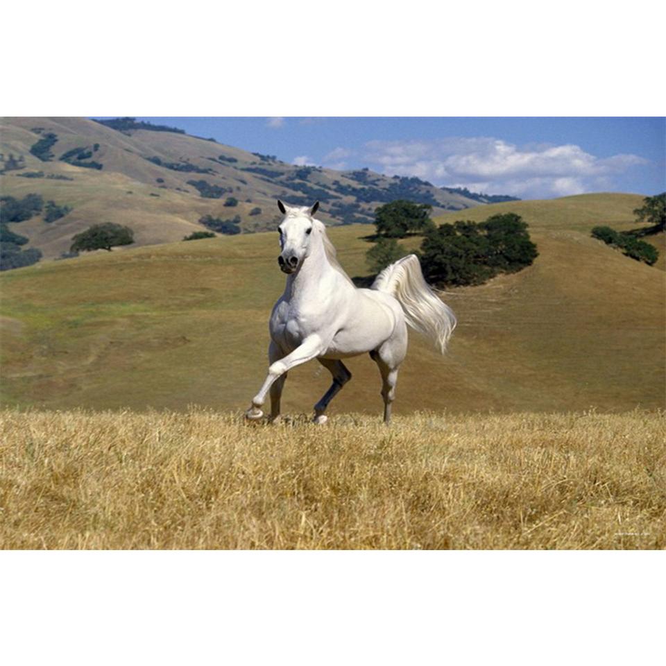 Horse 5D DIY Diamond Painting Rhinestone Art Picture Cross Stitch Kit Full Diamond Embroidery Mosaic Animals Home Decor Gifts