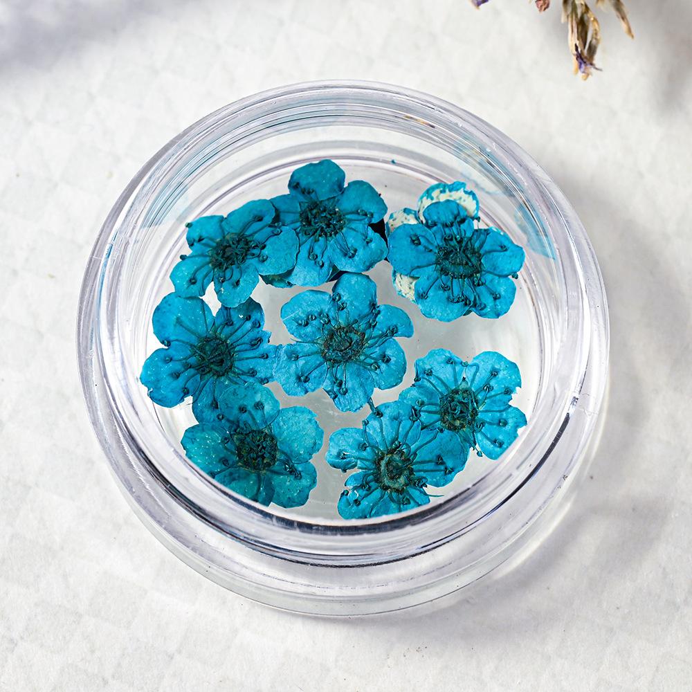 10PCS/Box Small Daffodil Dried Flower for Nail Art Decorations Natural Real Pressed Flower Making up Phone Case Mold Making