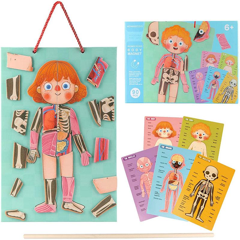 

Человеческое тело 3D Магнитная головоломка Структура тела Когнитивное просвещение Раннее образование Обучение детей