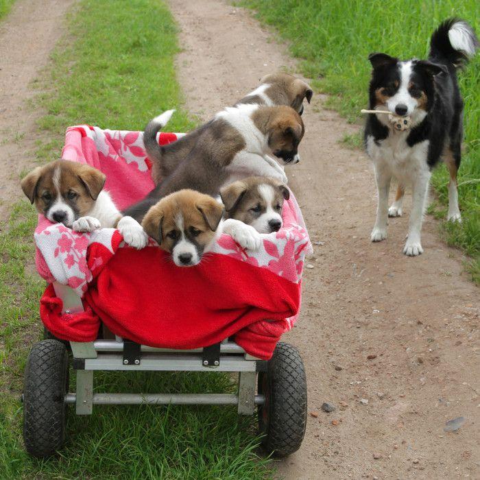 Relaxdays Roue de diable, 2x roue de brouette caoutchouc, pour axe de 20 mm, 3.00-4", 260 x 85 mm, jaune-gris