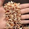 1 Strand Natural Cowrie Conch Shell Irregular Stick Beads 5×25mm 38cm Natural Red Stripe Sea Shell Loose Beads For DIY Necklace Jewelry