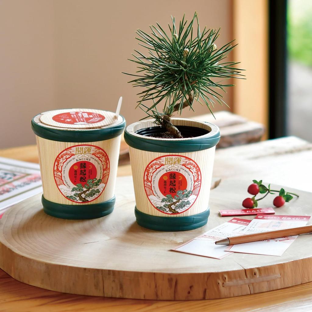 Cerâmica Seishin Mini Jardim Bonsai Pinheiro Vermelho Aproximadamente 9cm Diâmetro Inclui Presente Perfeito para ou Aniversário Primavera/Outono Kit Tamanho da Palma,