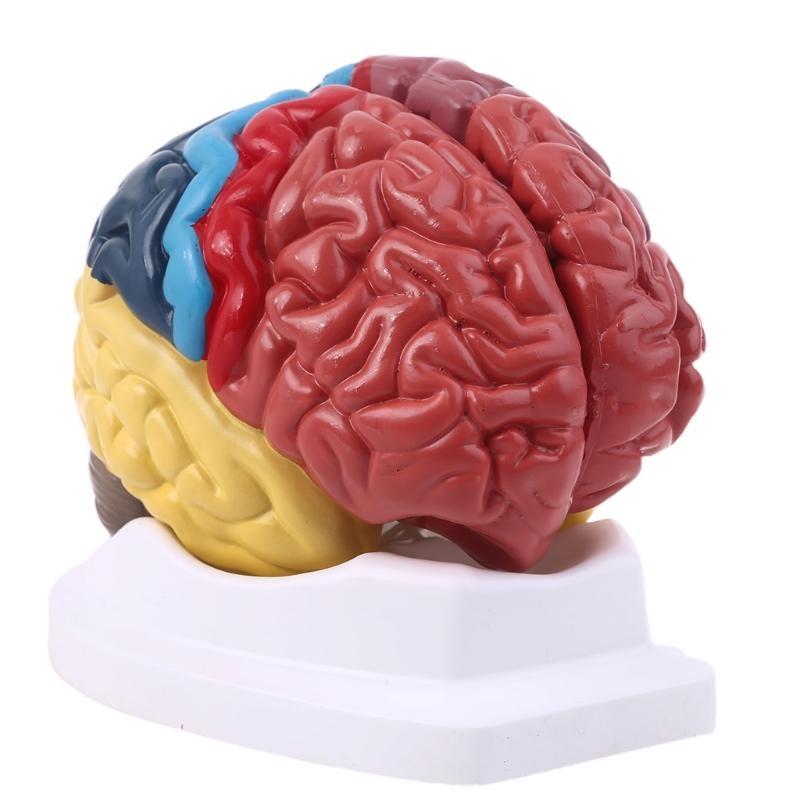 

W89C Life Size Human Functional Area Model Anatomy for Science Classroom Study Display Teaching Sculptures School China Mainland