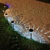 Xuanyong Solar Ambiance Garden Stake Lights