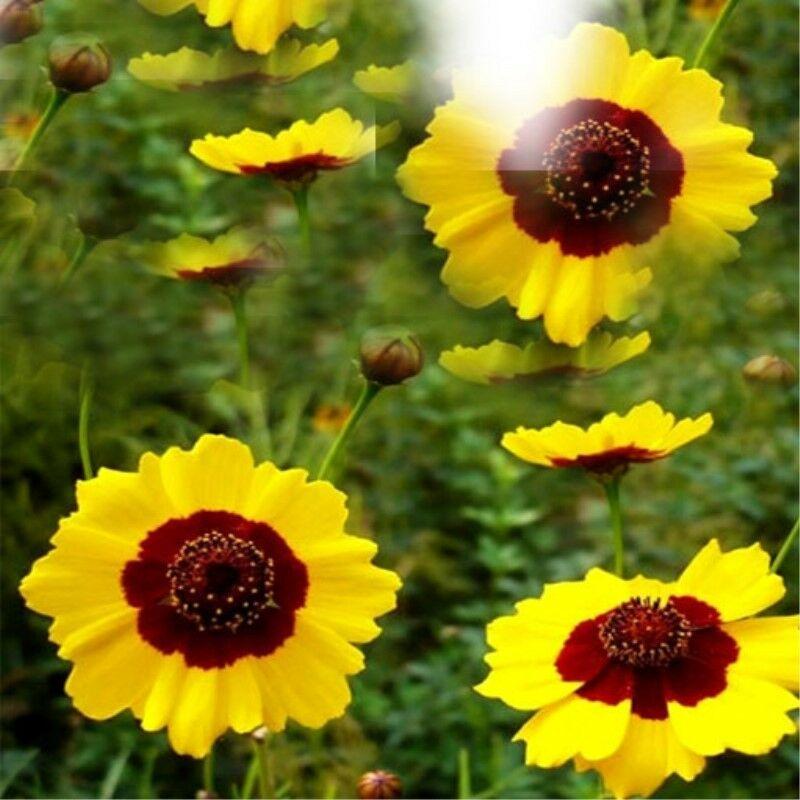 40 г травяной чай — фото 2