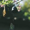 Wind a summer made of Nambu 5cm Chime, tradition, ironware, (willow & swallow, black)