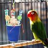 Bird Chew Toys Hangable Shredding Chew Foraging Toys Bird Toys Chew And Foraging Toys For Parakeets Birds Parrots Budgies