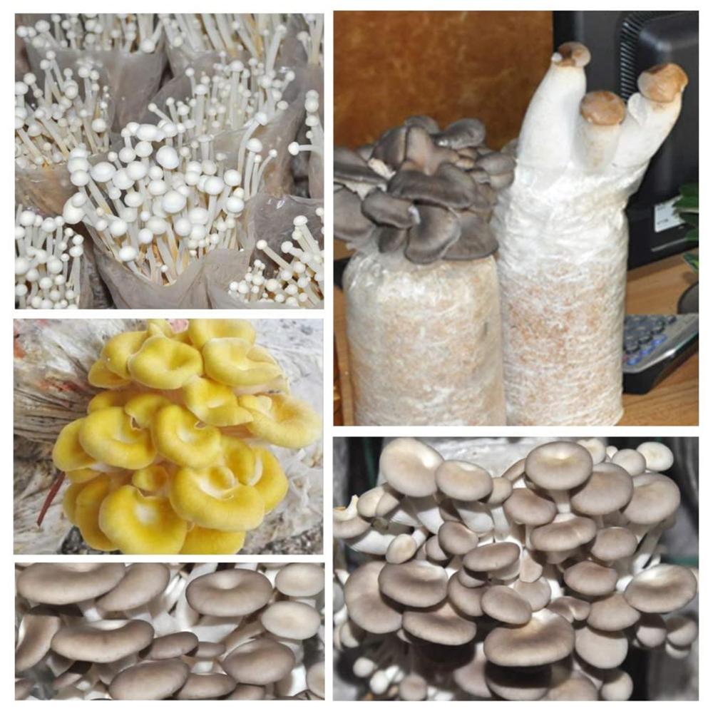 Planting Breathable Edible Fungus Mushroom Growing Bags Garden Supplies Spawn Bag Cultivation