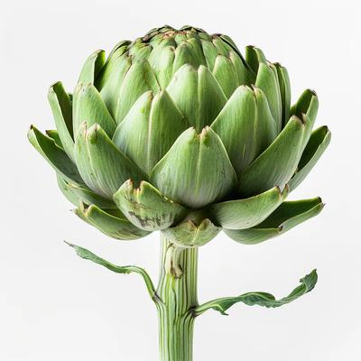 25 Artischockensamen
