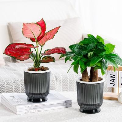 Creative Self Watering Hydroponic Plants Pot Plastic Removable Flowerpot Mini Succulent Planter Tabletop Vase