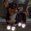 Wasserdichte Hunde Katzen Schuhe Winter Warm Hunde Welpen Socken Reflektierend Rutschfest Regen Schnee Haustier Stiefel Pfotenschützer Für Kleine Hunde