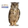 Uil lokvogel Vogelverschrikker met Geluid - Waterdichte Realistische Vogelschrikker voor Tuin Binnen Buiten Decor, 30cm Touw Bel Meegeleverd