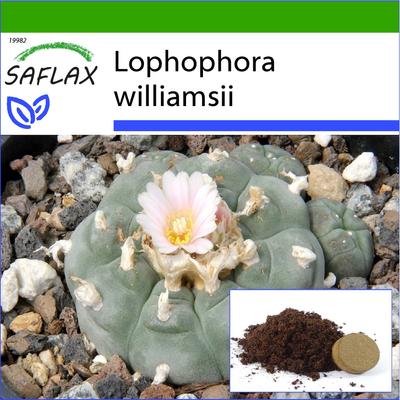 Peyote - 20 semi - Con substrato da vaso per una migliore coltivazione - Lophophora williamsii