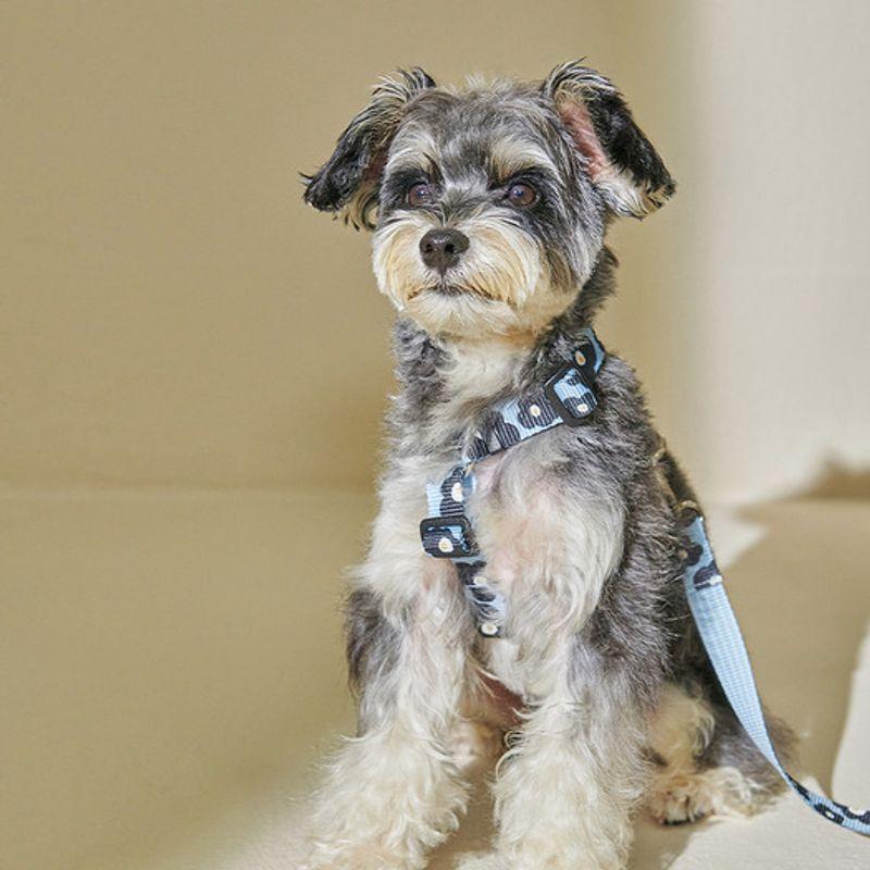 foreverybari Pansy Harness_Blue