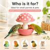 Garden Display Bird Bowl for Pet Birds, Molded Mushroom Dish with Open Bowl, Center Stem, Home Use, and Daily Use