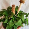 3PCS Plant Climbing Vine Coconut Palm Stick