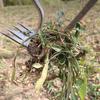 Heavy Duty Weed Puller Stainless Steel Garden Weeding Tool with 3 or 4 Teeth Uprooting Manual Weeder with Long Handle