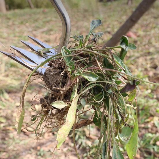 Heavy Duty Weed Puller Stainless Steel Garden Weeding Tool with 3 or 4 Teeth Uprooting Manual Weeder with Long Handle