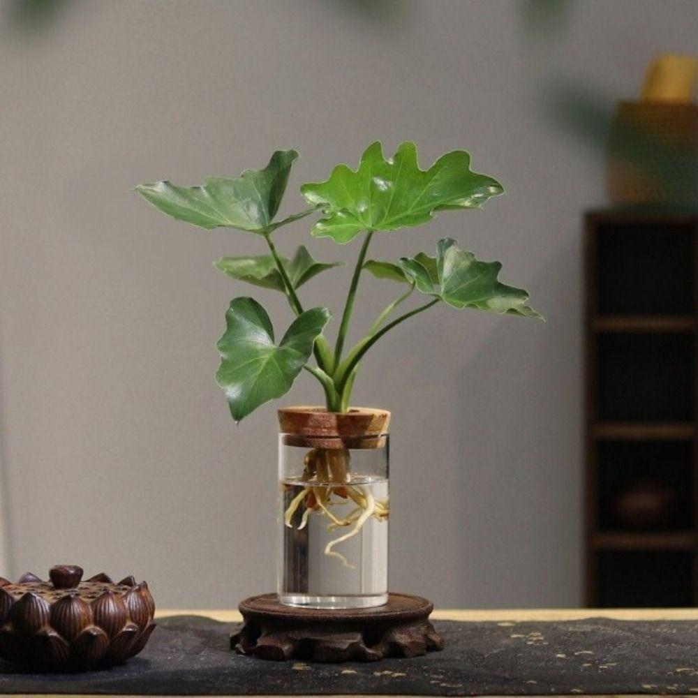 Transparent Hydroponic Plants Flower Pot Thickened Glass Transparent Glass Pots Round Mini Ecological Glass Vase Gardening