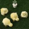 Realistic Chick Decoration Cute Easter Chick Figurine Simulation Chick Easter DIY Miniature Chicken Garden Ornament Home Decor