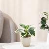 Lifelike Simulation Potted Plants Plastic Green Pot Plants Decoration  Outdoor Indoor Decoration