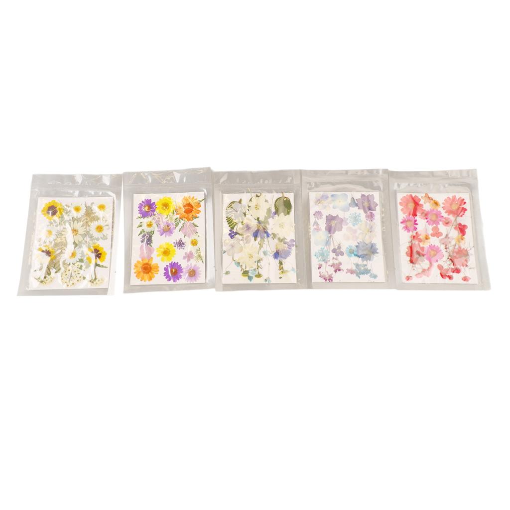 5 Bags Pressed Flowers Assorted Styles Vibrant Rich Details Multi Purpose Colorful Dried Flowers for DIY Mold Bookmark